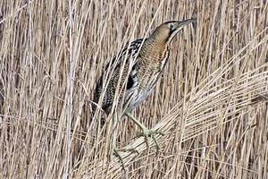 Rietreiger