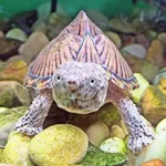 Razor-backed Musk Turtle