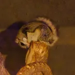 Japanese Flying Squirrel