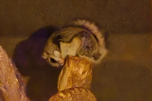 Japanese Flying Squirrel