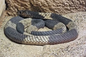 Snouted cobra