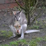 Dusky Pademelon