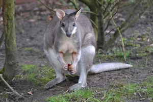 De Bruijnpademelon