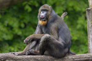 Mandril