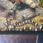 California Mountain Kingsnake