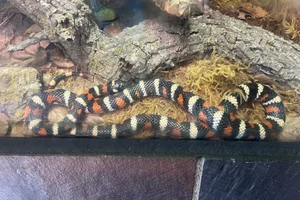 California mountain kingsnake