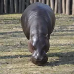Pygmy Hippopotamus