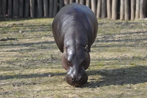 Dwergnijlpaard