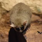 Grey Mouse Lemur