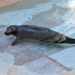 Atlantic Gray Seal