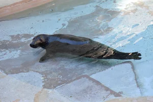 Atlantische Grijze Zeehond