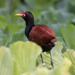 Wattled Jacana