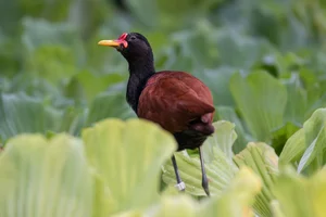 Leljacana
