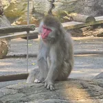 Japanese Macaque