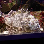 Madeira Rockfish