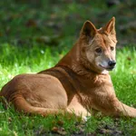 dingo