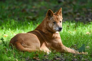 Dingo