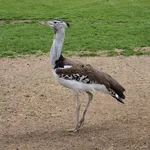 Kori Bustard