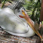 American White Pelican