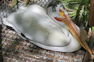 Witte pelikaan
