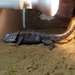 Barred Spiny Lizard [transversus]