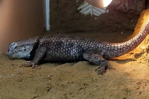 Barred Spiny Lizard [transversus]