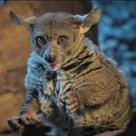 Garnett's Greater Galago