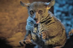 Garnetts Galago