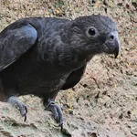 Black Parrot