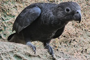 Kleine Vasapapegaai