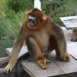 Golden Snub-nosed Monkey