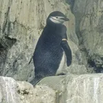Chinstrap Penguin
