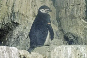 stormbandpinguin
