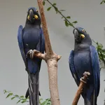Lear's Macaw