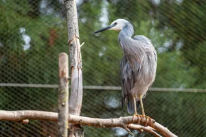 witwangreiger
