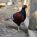 Mrs Hume's Pheasant