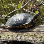 Yellow-bellied Slider Terrapin