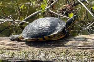 Geelbuikschildpad