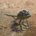 Basilisk Chameleon