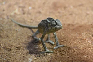 Afrikaanse Kameleon