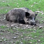 Feral Pig