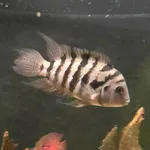Convict Cichlid