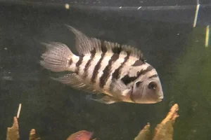 Zebracichlide