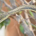 Striped Sand Snake