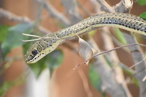 Striped Sand Snake