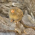 Northern Pygmy Marmoset