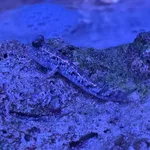 Barred Mudskipper