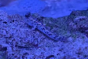 Barred Mudskipper