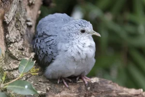 Blauwe Grondduif