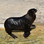 Northern Fur Seal